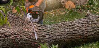 Best Lawn Irrigation Installation and Maintenance  in Desert Edge, CA