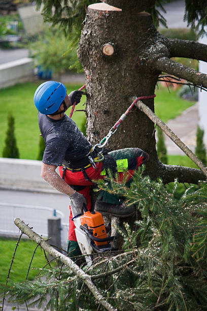 Best Root Management and Removal  in Desert Edge, CA