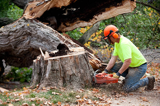 Best Tree Health Inspection  in Desert Edge, CA
