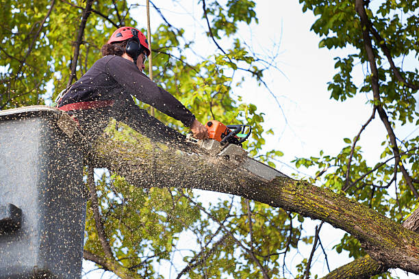 Best Tree Trimming and Pruning  in Desert Edge, CA